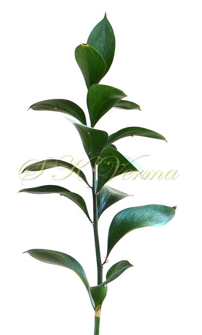  Branch